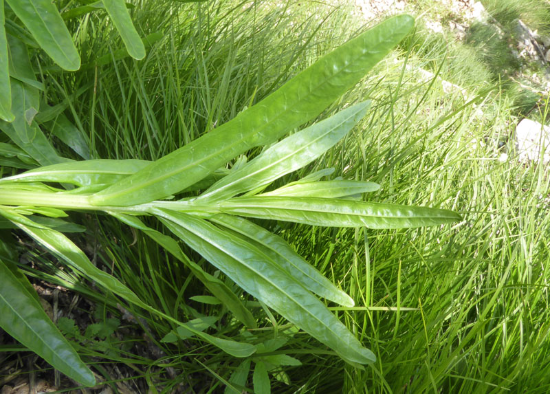 Reseda luteola - Resedaceae